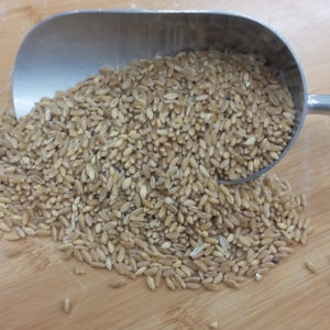 DurumWheat