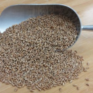 Einkorn