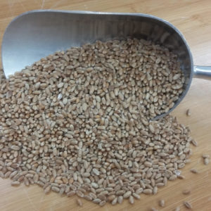 Grains